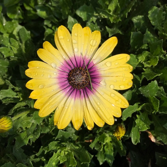 Meet your Posher, Grace - Picture 1 of 1